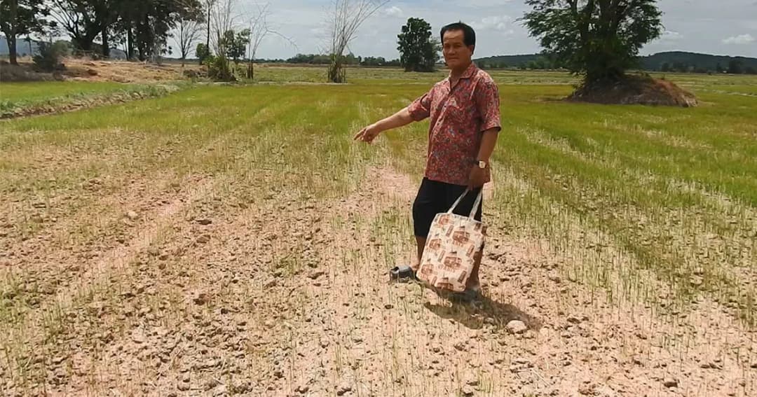 สุโขทัยแล้งหนัก ชาวนายืนมองต้นข้าวใกล้ตาย วอนชลประทาน ปล่อยน้ำช่วย