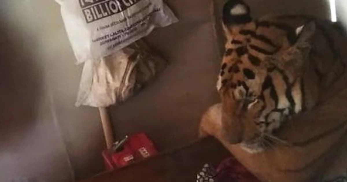 เสือโคร่งอินเดียหนีน้ำท่วมไปนอนในบ้านคน