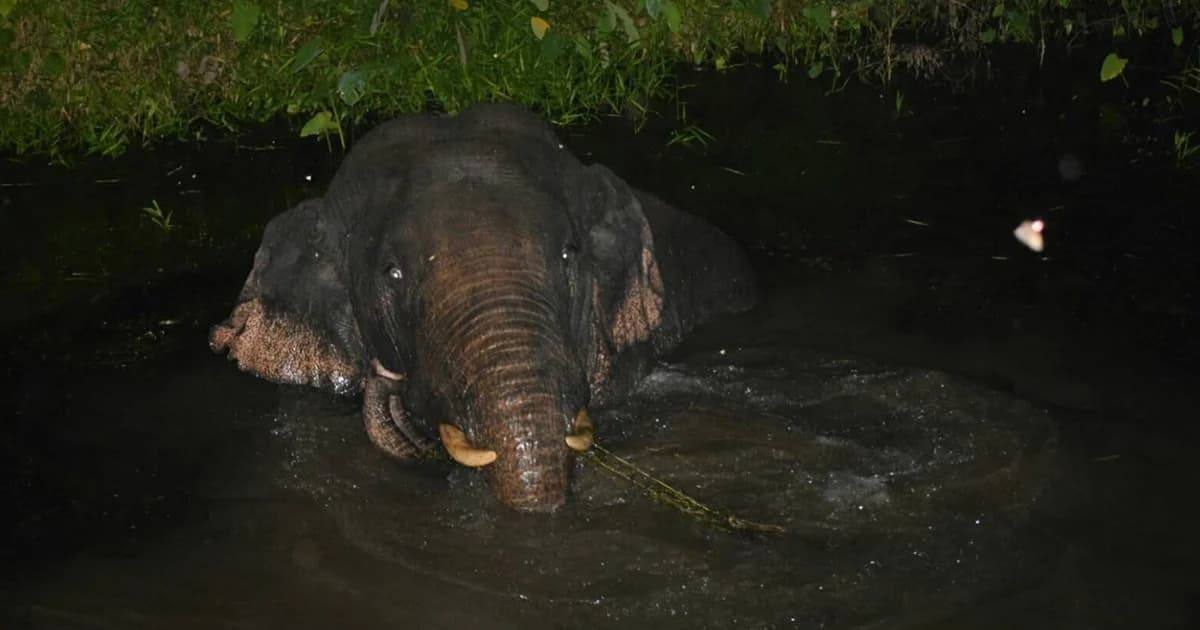 ฉลาดเกินไปแล้ว ช้างป่าเข้าใหญ่เปิดกลยุทธ์ใหม่ ลอยตัวไปตามลำน้ำเข้าสวนชาวบ้าน