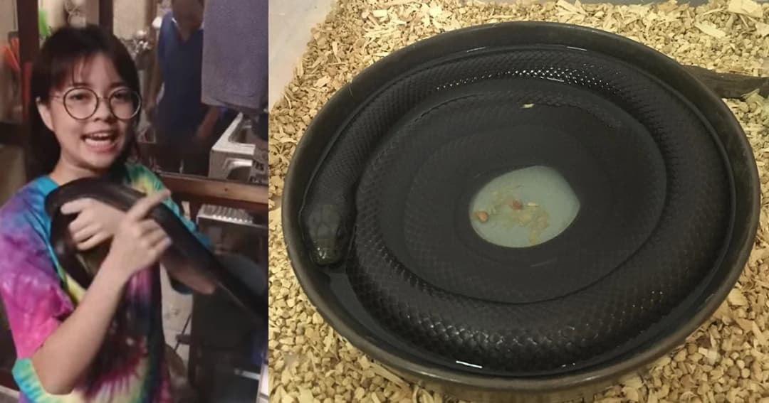 เจอแล้ว สาวเลี้ยงงูดำเม็กซิกันโพสต์ พบเบาะแสแมวนั่งจ้อง