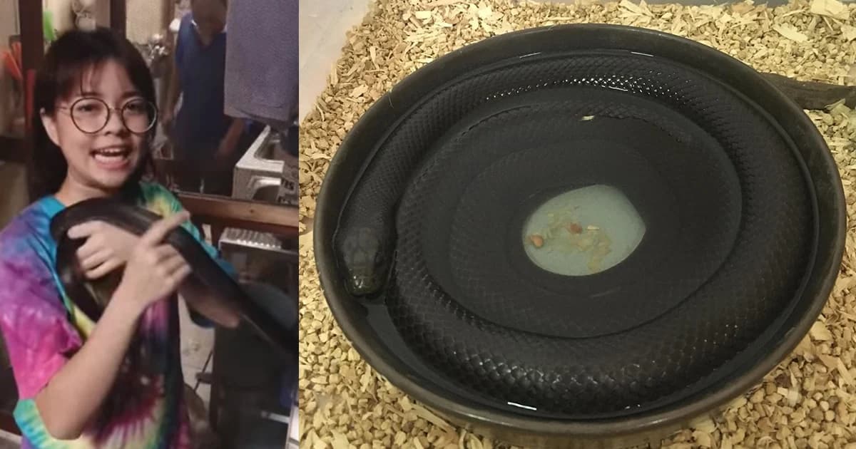 เจอแล้ว สาวเลี้ยงงูดำเม็กซิกันโพสต์ พบเบาะแสแมวนั่งจ้อง