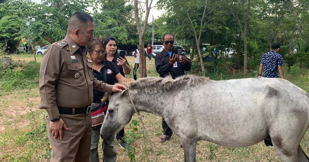 “วอชด็อก ไทยแลนด์” แจ้งจับชำแหละม้าขายทารุณกรรมสัตว์