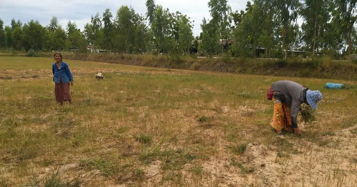 ธ.ก.ส. เร่งช่วยเหลือเกษตรกรผู้ประสบภัยแล้วให้ทันสถานการณ์