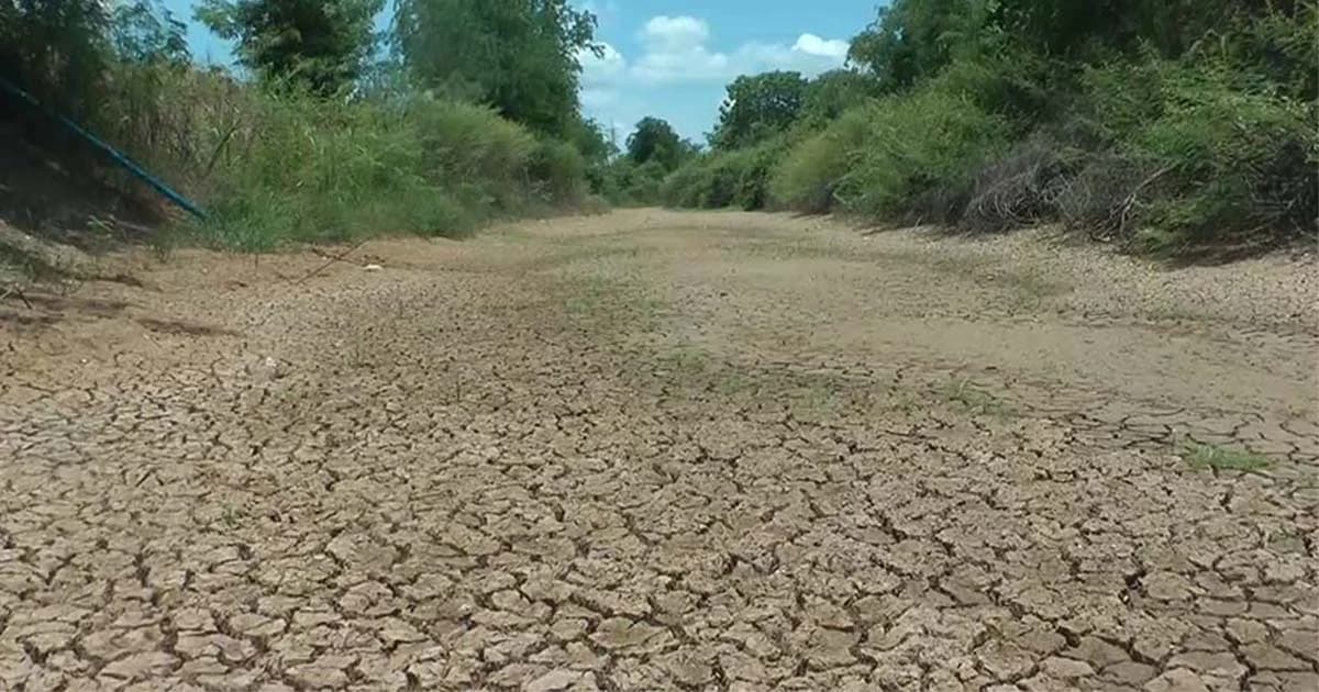 พิจิตร ฝนแล้ง คลองแห้งขอด กระทบข้าวออกรวง