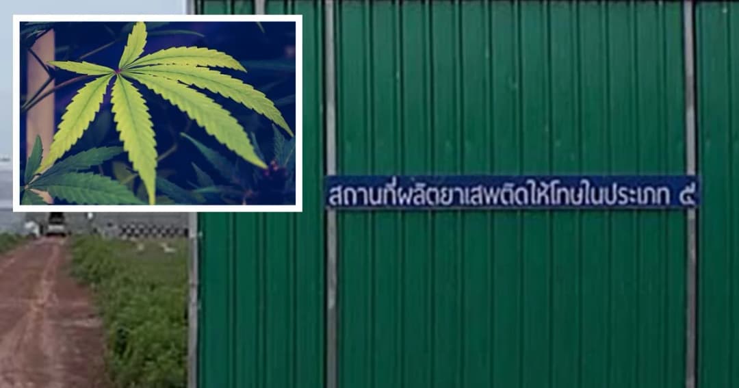 ปลูกแล้วกัญชา ม.เทคโนโลยีราชมงคลอีสาน สกลนคร เตรียมเป็นศูนย์กลางการแพทย์ครบวงจร