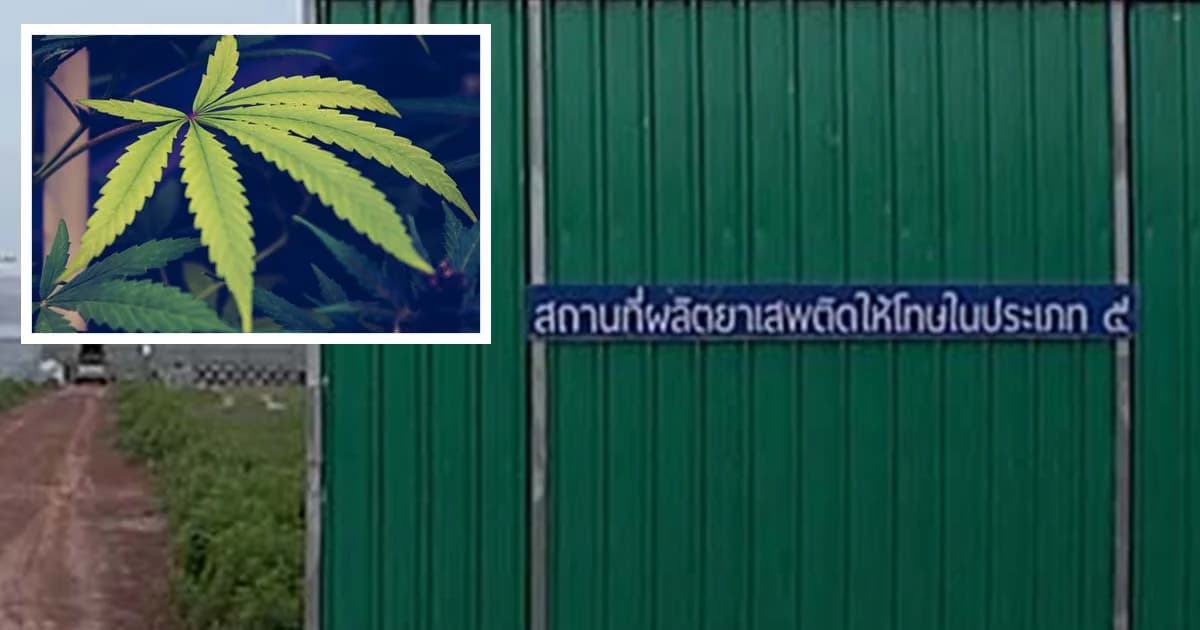 ปลูกแล้วกัญชา ม.เทคโนโลยีราชมงคลอีสาน สกลนคร เตรียมเป็นศูนย์กลางการแพทย์ครบวงจร