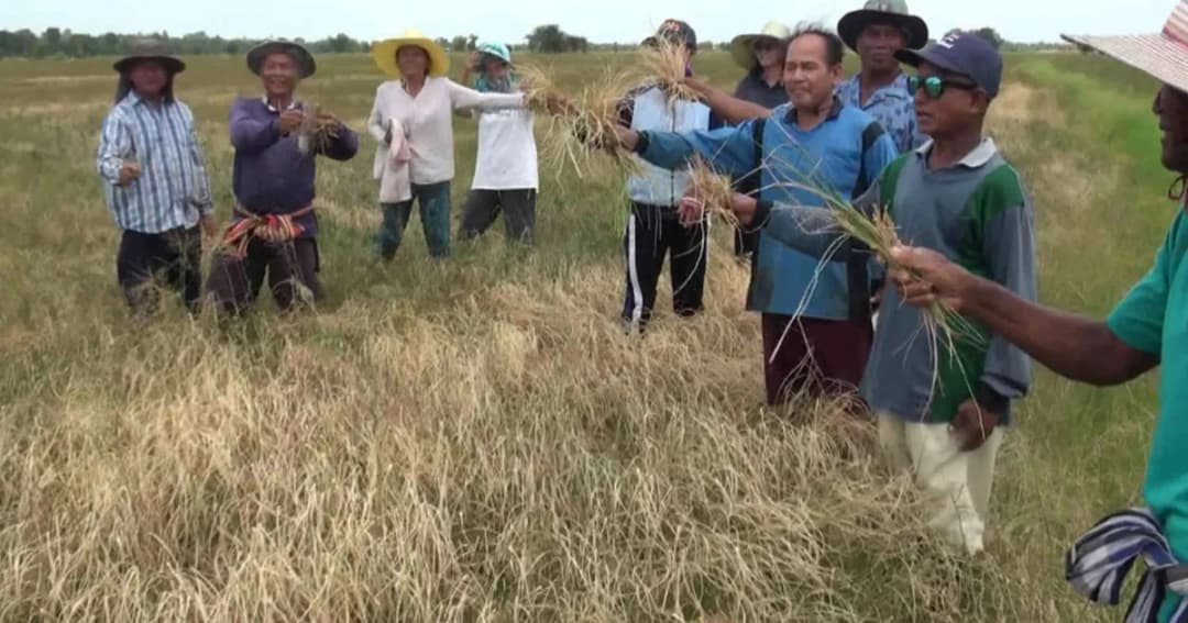 เอลนีโญ พ่นพิษ! ภัยแล้งนอกฤดูกาล ทำเศรษฐกิจไทยสูญเสียกว่า 15,000 ล้านบาท