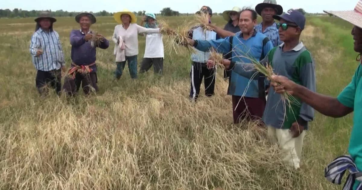 เอลนีโญ พ่นพิษ! ภัยแล้งนอกฤดูกาล ทำเศรษฐกิจไทยสูญเสียกว่า 15,000 ล้านบาท