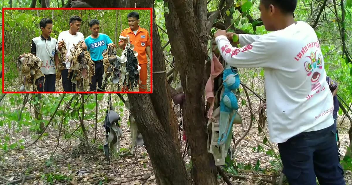 พบชุดชั้นในนับร้อยแขวนในป่า คาดถูกลักมาสำเร็จความใคร่
