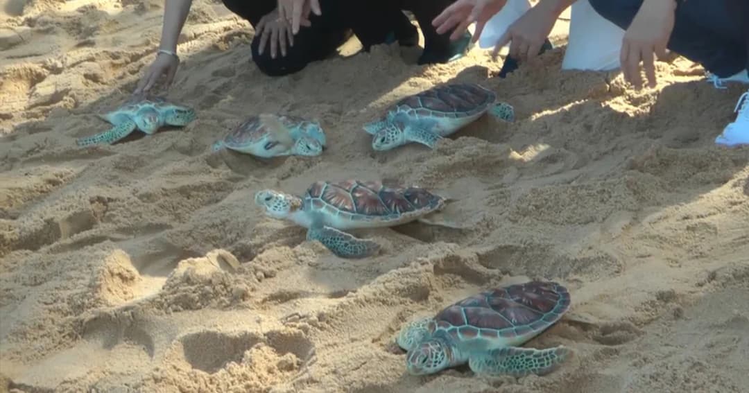 ภูเก็ตปล่อยเต่าตนุ 40 ตัว เพื่ออนุรักษ์เต่าทะเลหาดไม้ขาว เฉลิมพระเกียรติฯ