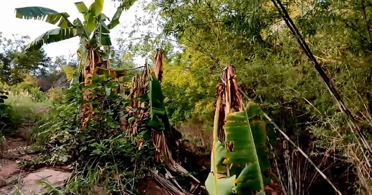 ชัยภูมิ แล้งหนัก ฝูงลิงป่าบุกกินพืชไร่ชาวบ้าน เสียหายหนัก