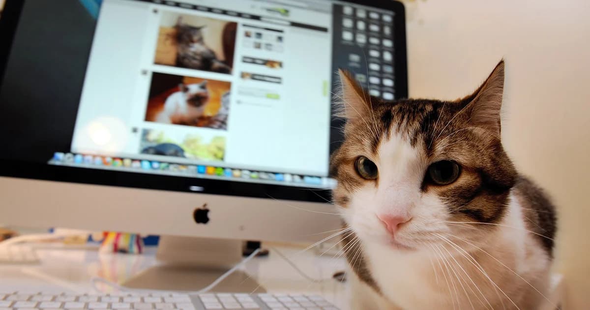 ไขปริศนาทำไมแมวชอบนั่งหน้าคอม