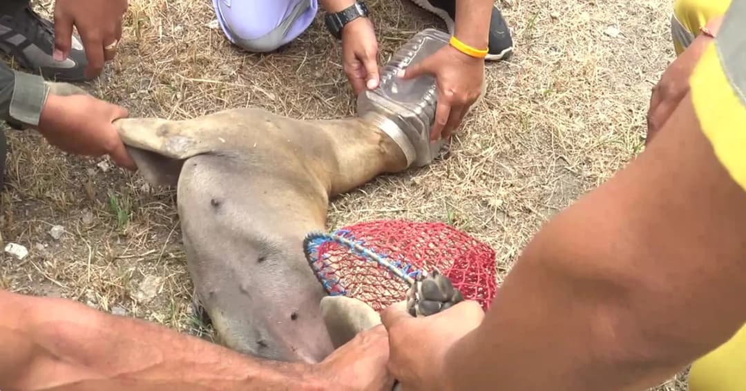 เจ้าหน้าที่เร่งช่วยน้องหมา หลังหัวติดอยู่ในกล่องพลาสติกนาน 3 วัน