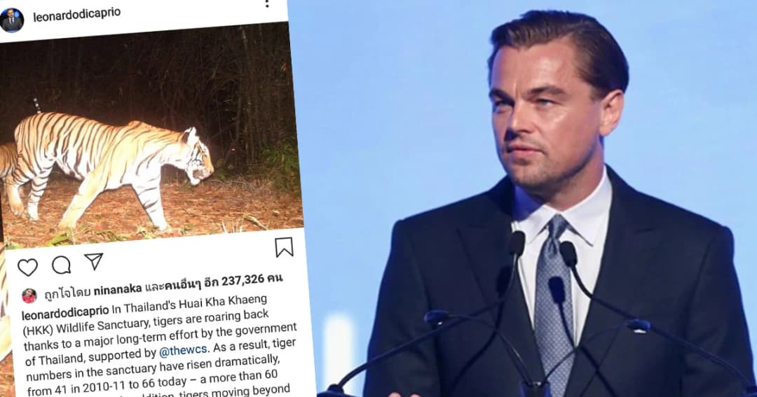 “ลีโอนาร์โด” ขอบคุณ จนท.ห้วยขาแข้งของไทย ฟื้นฟู “เสือโคร่ง” คืนป่า