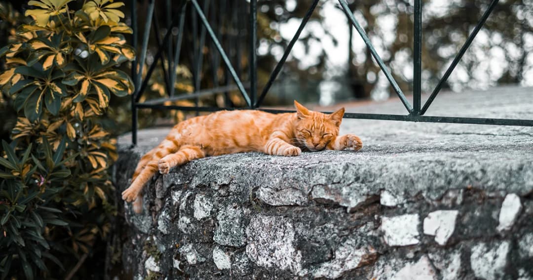 สหรัฐฯ สั่งจำคุกหญิงชรา 10 วัน หลังให้อาหารแมวจรจัดแถวบ้าน