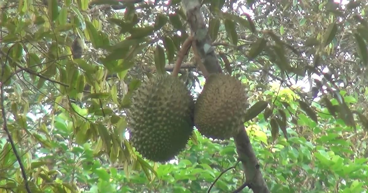 เจ้าของสวนน้ำตาตก โจรลอบขโมยทุเรียนหมอนทองพร้อมขายกว่า 60 ลูก