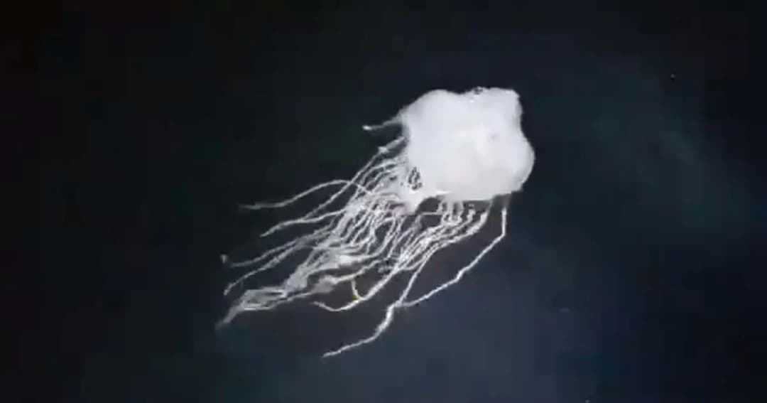 เตือนภัย “แมงกะพรุนกล่อง” เพิ่มขึ้น พบล่าสุดที่เกาะเต่าพิษร้ายถึงชีวิต