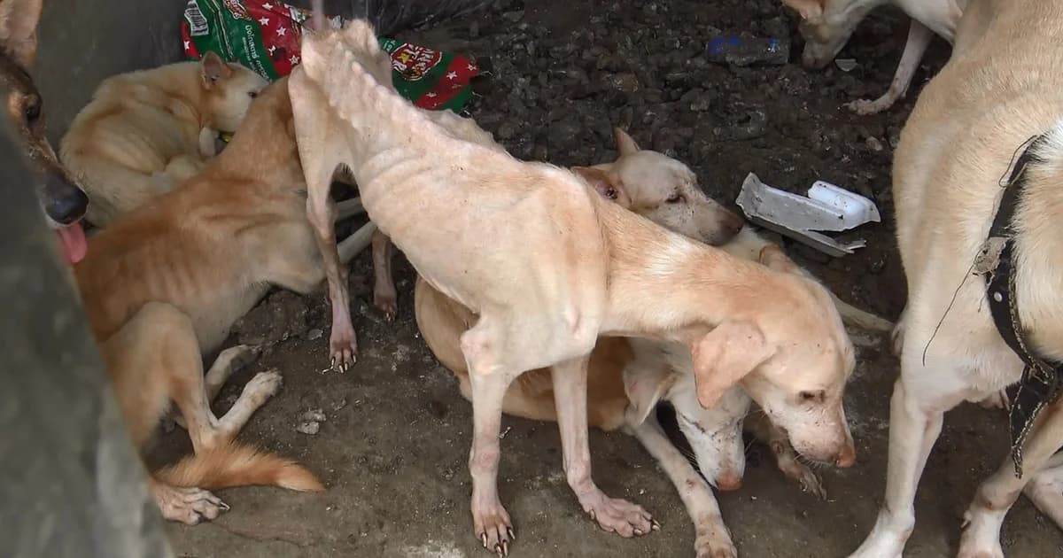 สุดเวทนา! สุนัข 20 ตัวถูกขังลืม อดข้าว อดน้ำ แทะกินซากกันเอง