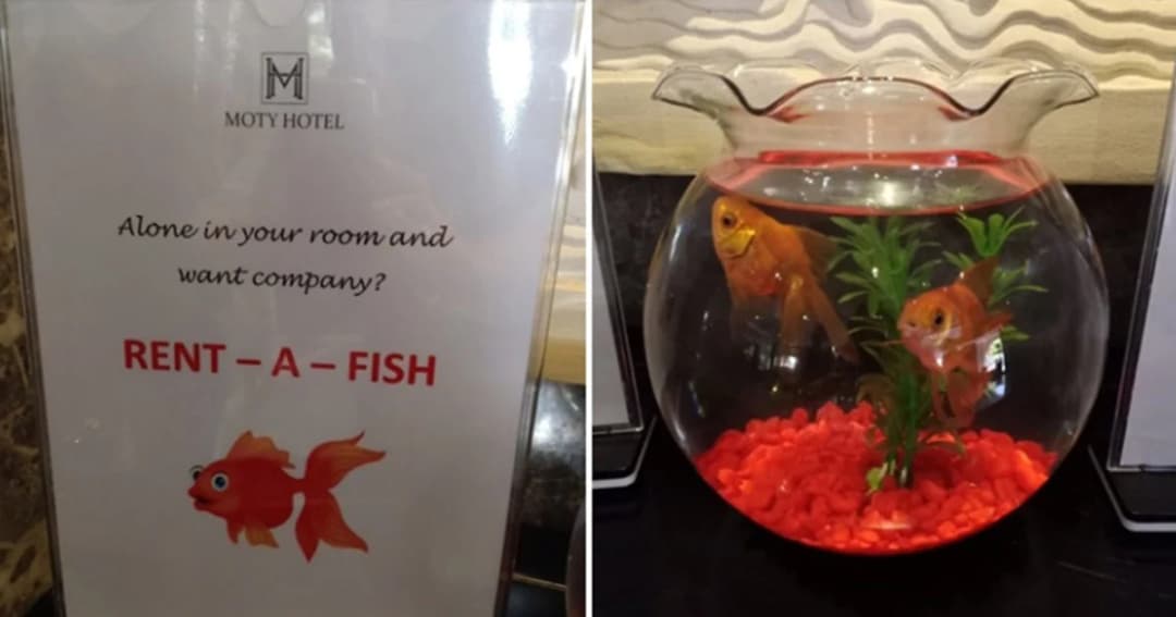 โรงแรมในมาเลเซียเปิดไอเดียสุดเจ๋ง ให้ลูกค้ายืมปลาทองแก้เหงา