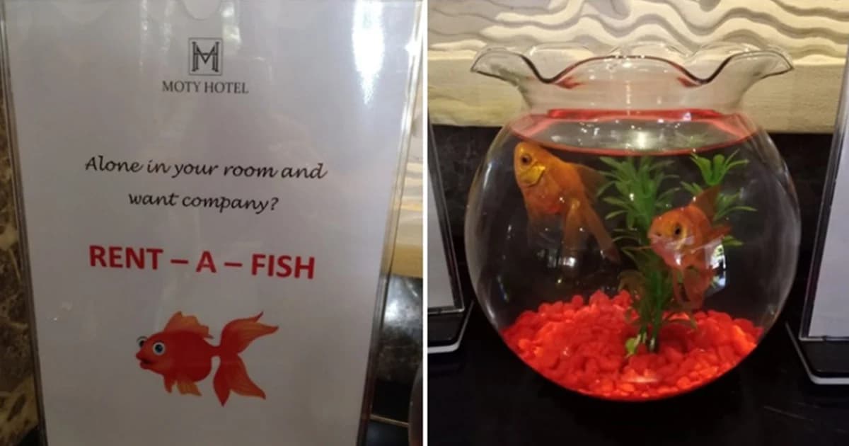 โรงแรมในมาเลเซียเปิดไอเดียสุดเจ๋ง ให้ลูกค้ายืมปลาทองแก้เหงา