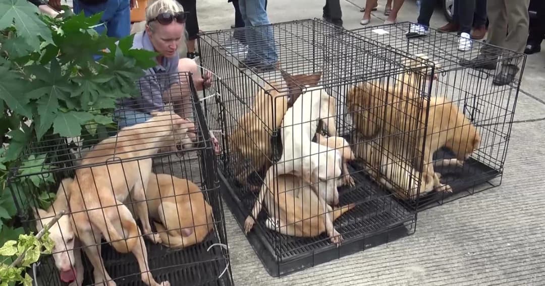 ช่วยได้แล้ว! สุนัข 20 ตัวถูกขังลืม อดอาหารจนแทะกินซากกันเอง