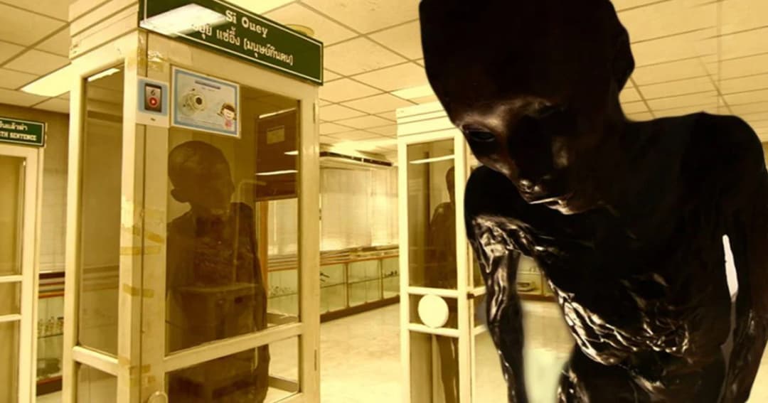 รพ.ศิริราชย้าย “ซีอุย” ออกจากพิพิธภัณฑ์นิติเวชศาสตร์