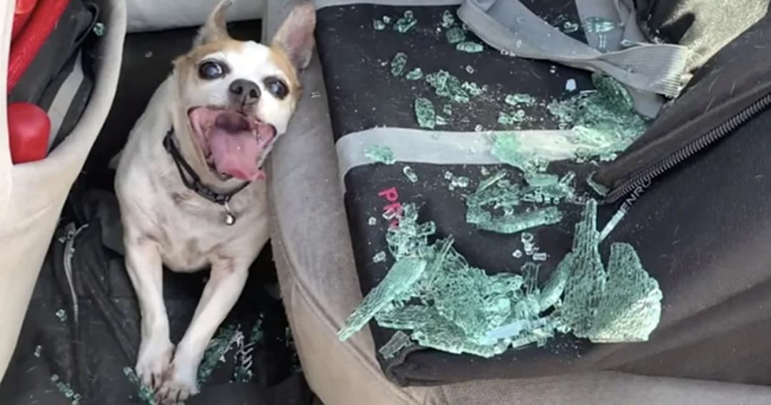 ช่วยหมาสมองตาย หลังถูกทิ้งไว้ในรถร้อน 51 องศา