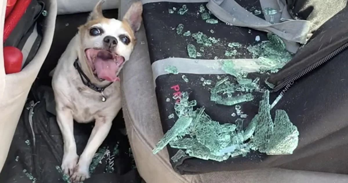 ช่วยหมาสมองตาย หลังถูกทิ้งไว้ในรถร้อน 51 องศา