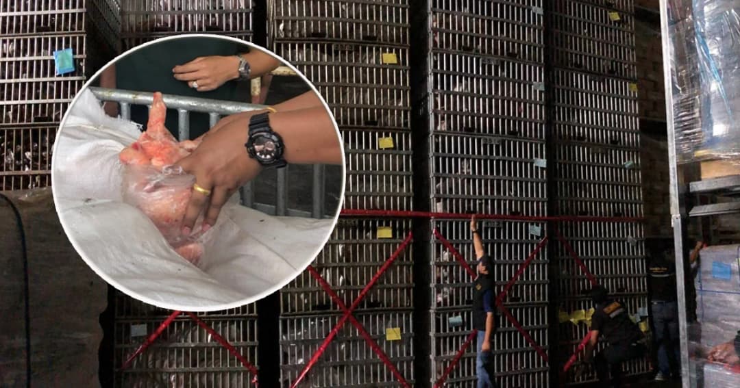 ยึดซากไก่เถื่อนซุกห้องแช่แข็ง จ.สงขลา หนักกว่า 70 ตัน มูลค่า 3.5 ล้าน