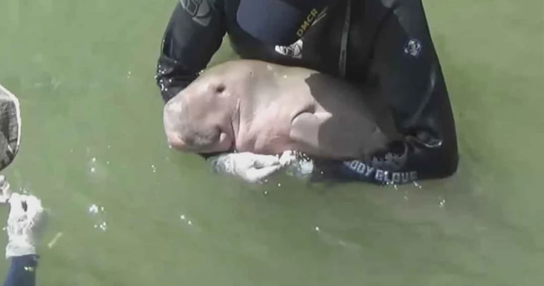 เฝ้าระวัง 24 ชม. “มาเรียม” เกิดภาวะเครียด กินอาหารได้น้อย หลังว่ายน้ำเจอพะยูนอีกตัว