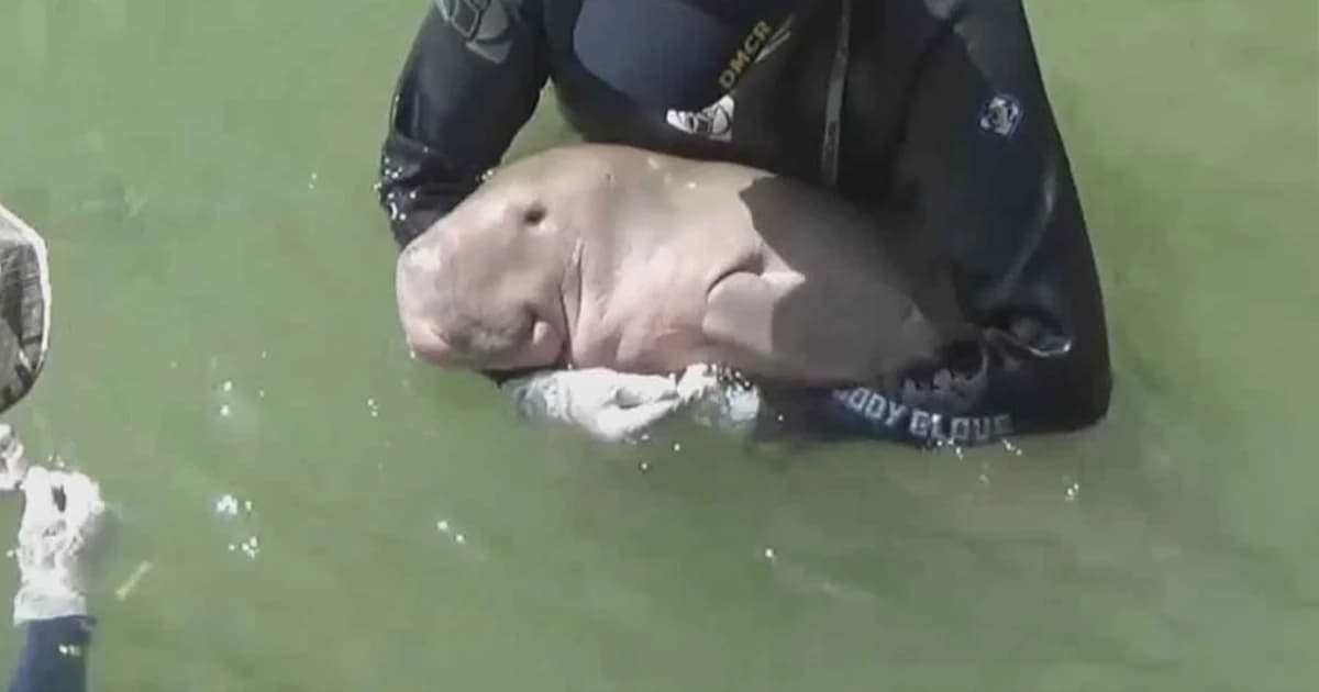 เฝ้าระวัง 24 ชม. “มาเรียม” เกิดภาวะเครียด กินอาหารได้น้อย หลังว่ายน้ำเจอพะยูนอีกตัว