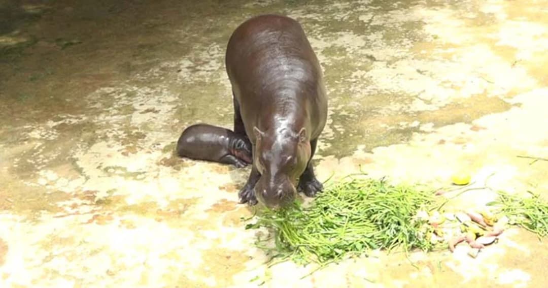 สวนสัตว์ขอนแก่น เปิดตัว 4 สมาชิกเกิดใหม่ รับวันแม่