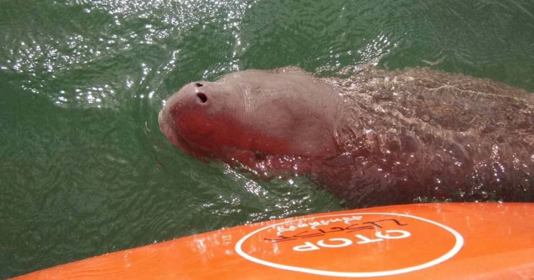 เพิ่มเรือตามประกบ มาเรียมว่ายน้ำกับแม่ส้ม ป้องกันพะยูนอื่นมากวน