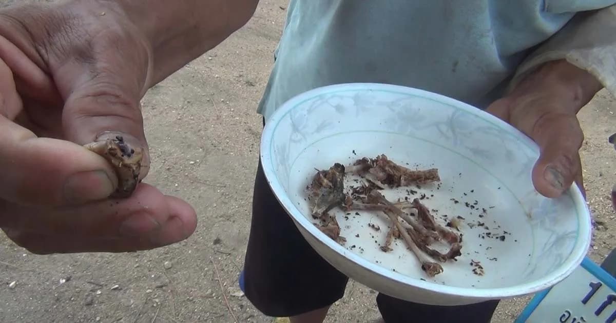 กินคางคกแกล้มเหล้าตาย แพทย์เตือนไม่มีวิธีกินให้ปลอดภัย