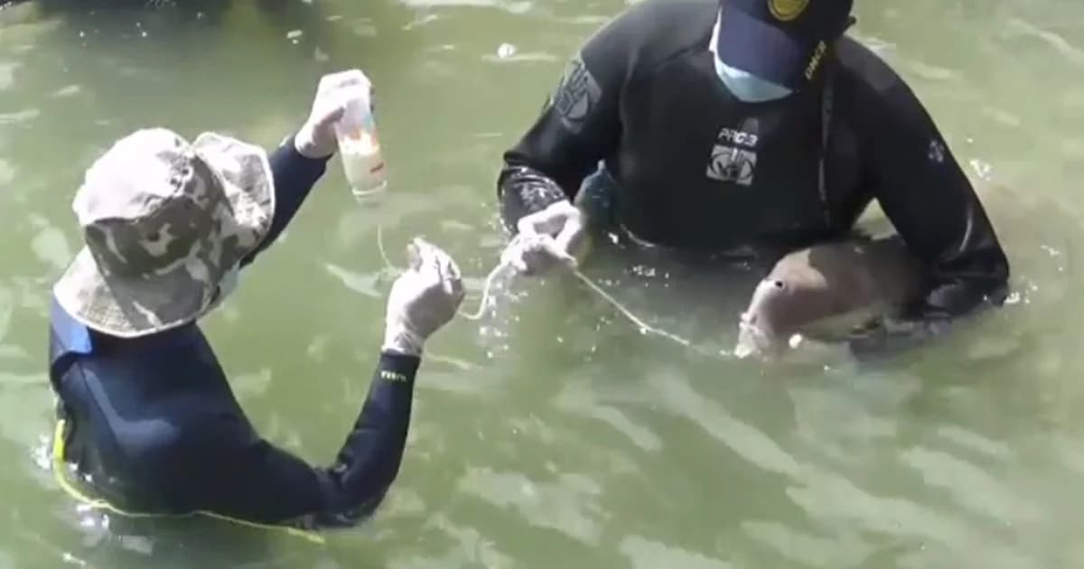 ‘พะยูนมาเรียม’ ปอดอักเสบ-ติดเชื้อในกระแสเลือด ต้องดูแลใกล้ชิด