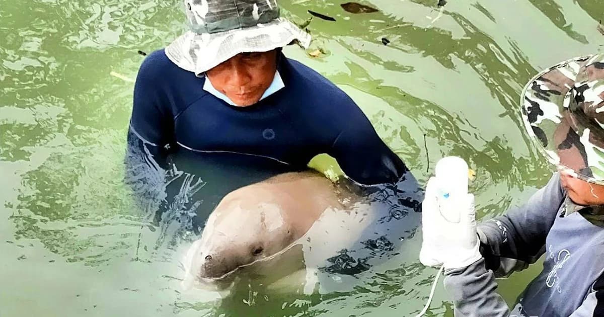 ทีมสัตวแพทย์ดูแล “มาเรียม” อย่างใกล้ชิด เผย อาการดีขึ้นอย่างต่อเนื่อง