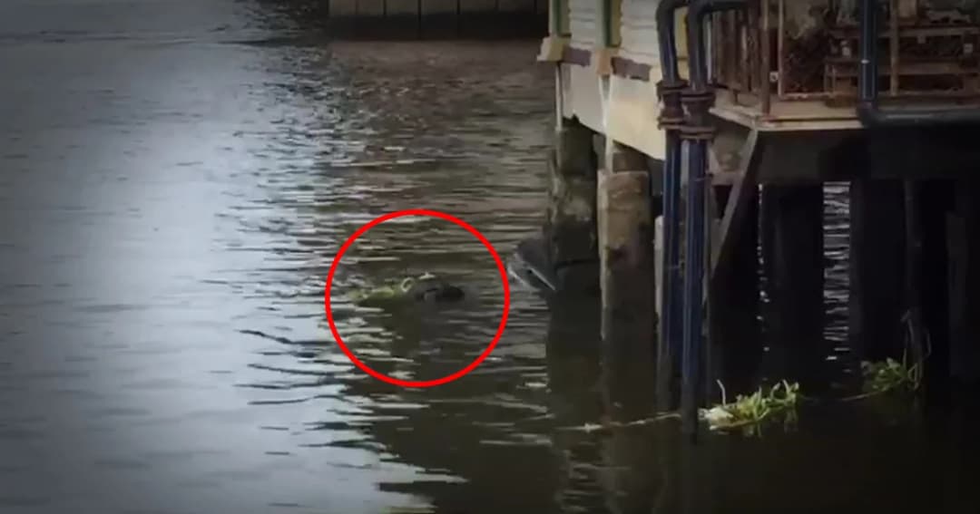 พบศพหนุ่มสวมเสื้อฮาเล่ย์ ดับปริศนาลอยน้ำเจ้าพระยา