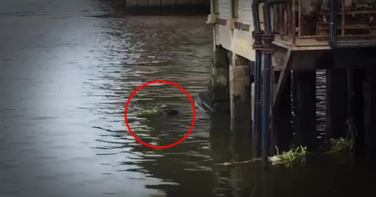 พบศพหนุ่มสวมเสื้อฮาเล่ย์ ดับปริศนาลอยน้ำเจ้าพระยา