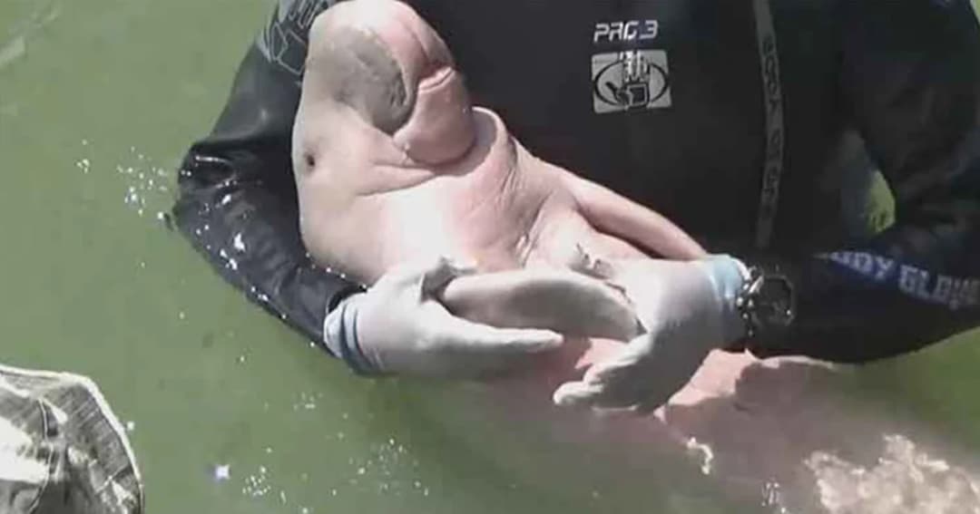 “มาเรียม” อาการดีขึ้นตามลำดับ อุทยานฯ เสริมทีมสัตวแพทย์ดูแล