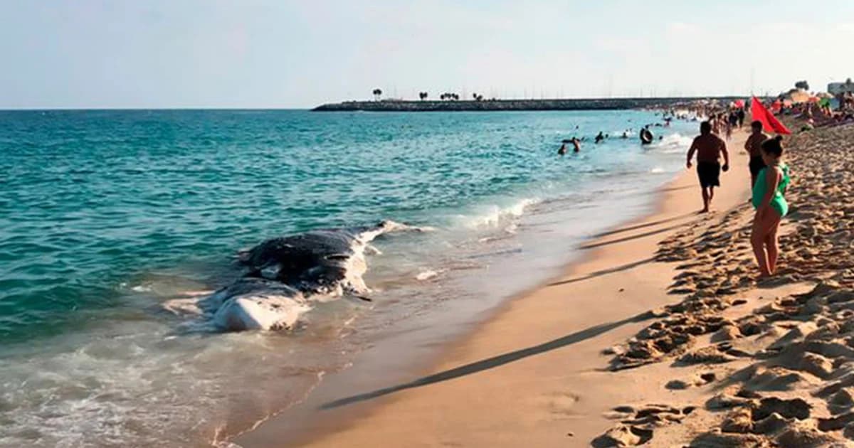 นักท่องเที่ยวคิดว่าเป็นถุงพลาสติก สุดท้ายพบเป็นซากวาฬขนาดใหญ่