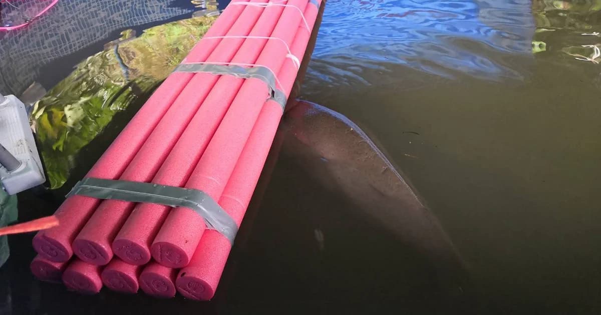 ย้ายพะยูนน้อย “มาเรียม” เข้าบ่อพักอนุบาลชั่วคราว