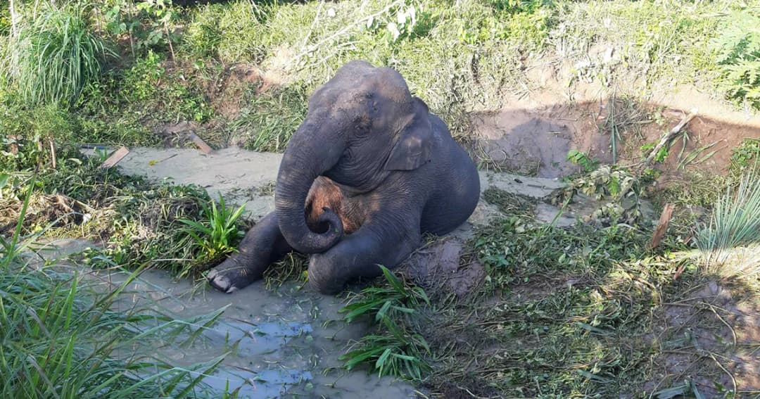 รถพ่วง 18 ล้อ ชนลูกช้างตกร่องน้ำเจ็บหนักทั้งคนและช้าง