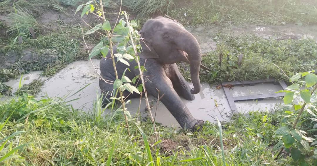 ลูกช้างถูกรถชนอาการวิกฤต แพทย์เตรียมย้ายไปรักษาอย่างเร่งด่วน