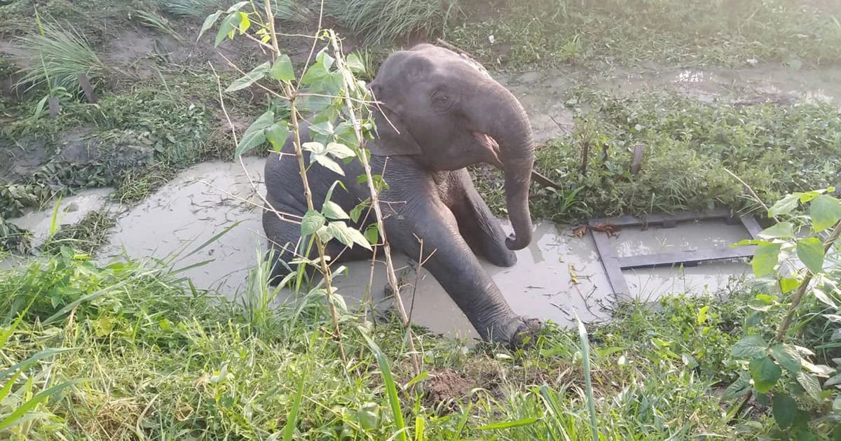 ลูกช้างถูกรถชนอาการวิกฤต แพทย์เตรียมย้ายไปรักษาอย่างเร่งด่วน