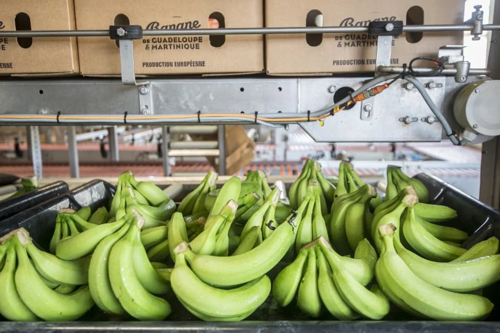 พบเชื้อราสายพันธุ์ใหม่คุกคาม “กล้วย” รุนแรง เสี่ยงต่อการสูญพันธุ์