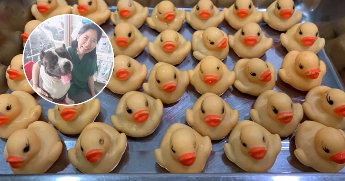 เตือนภัย เลิกซื้อตุ๊กตาเป็ดยางให้สุนัขเล่น หลังหมอผ่าตัดพบกลืนเข้าท้อง 32 ตัว