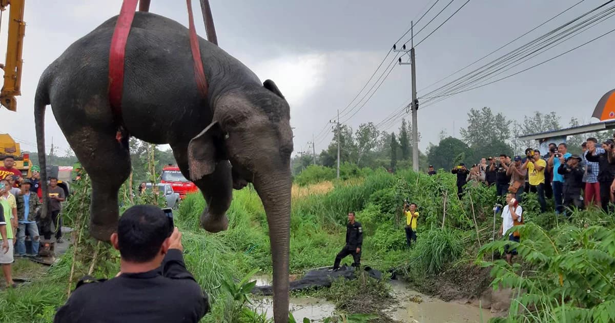 ล้มแล้ว! ลูกช้างป่าถูกรถพ่วงชน สิ้นใจระหว่างจนท.นำตัวไปรักษา