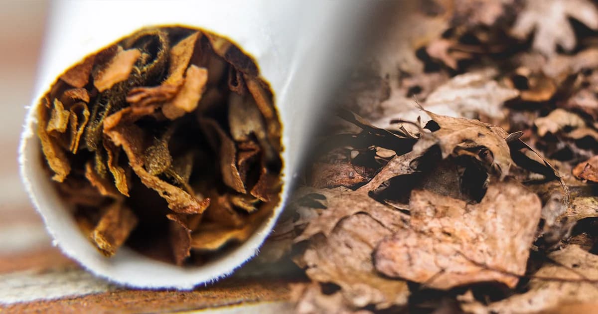 หมอประกิตแนะรัฐบาลทบทวนข้อดี-ข้อเสีย ก่อนลดภาษียาเส้น