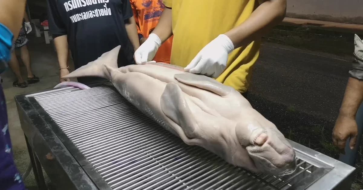 สุดยื้อ! พะยูนน้อย “มาเรียม” จากไปอย่างสงบ ทีมแพทย์เร่งผ่าพิสูจน์ซากหาสาเหตุ