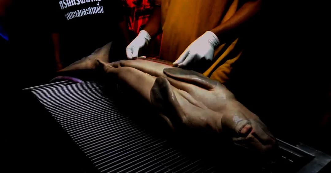 เศร้า! ผลชันสูตรมาเรียม “พบขยะพลาสติก” อุดตันลำไส้ติดเชื้อในกระแสเลือด จนช็อกตาย